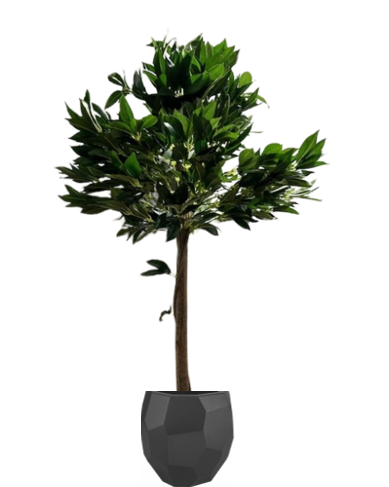 Fixtures Artificial Green Sweet Bay Tree 110cm