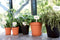 Elho Green Basics Grow Pot 19cm LIVING BLACK {3-Pack}
