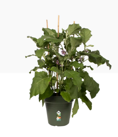 Elho Green Basics Grow Pot 13cm LIVING BLACK