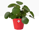 GARDEN & PET SUPPLIES - Elho b.For Rock Contemporary Plant Pots 18cm BRILLIANT RED